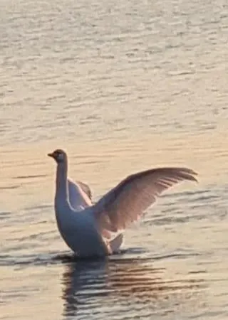 شقة Sobe Ava Palić