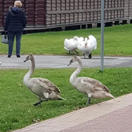 Sobe Ava * Palić