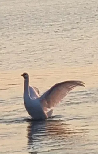 Apartament Sobe Ava Palić